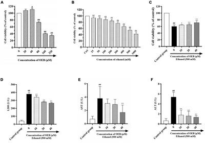 Oenothein B ameliorates hepatic injury in alcoholic liver disease mice by improving oxidative stress and inflammation and modulating the gut microbiota